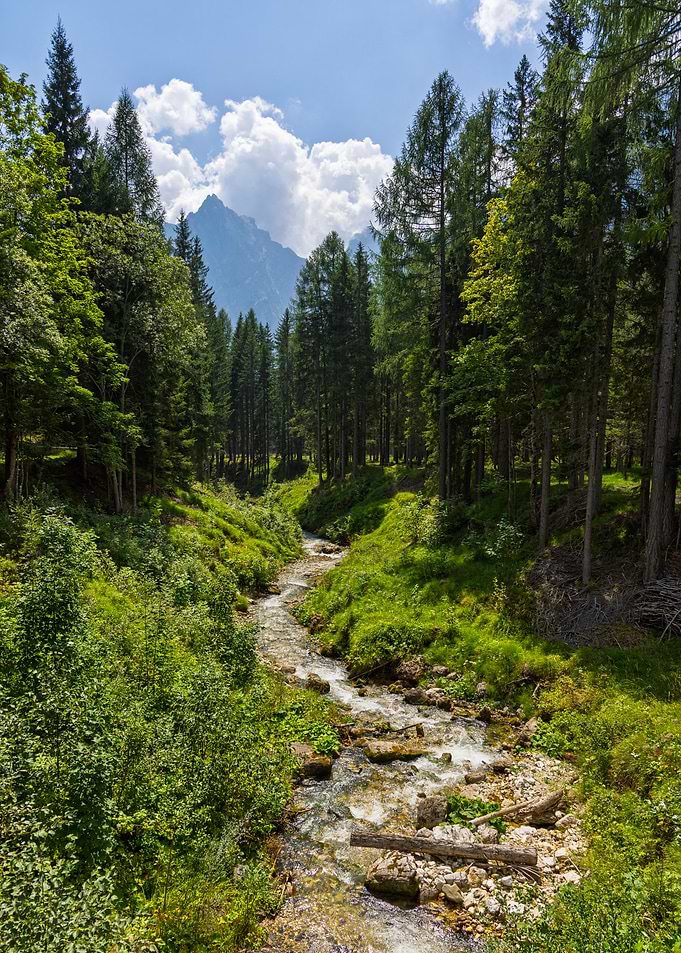 Mountain Stream Through Forest - Valbona - Italy