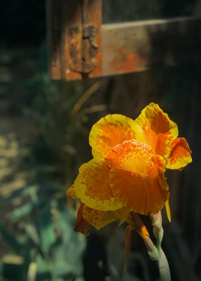 Vibrant Canna Lily Flower - Vietnam