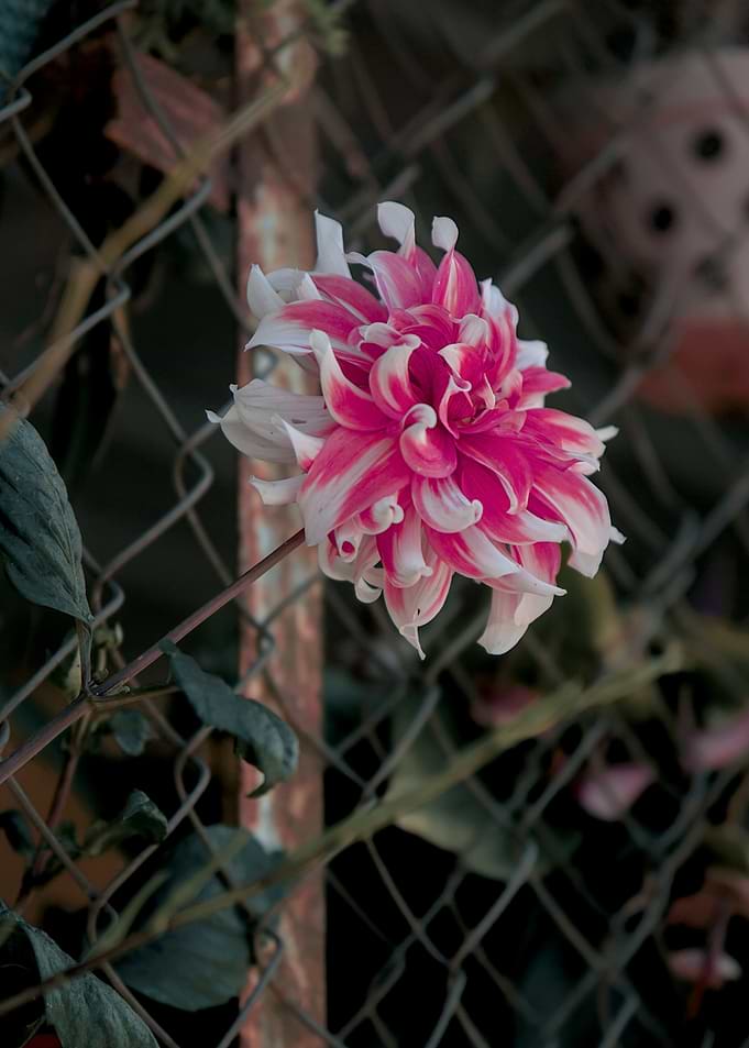 Pink and White Dahlia Flower Vietnam