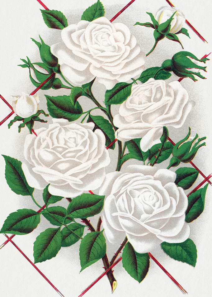 White Roses with Red Grid