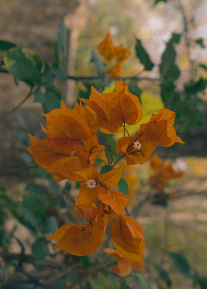 Orange Bougainvillea Flowers - Vietnam