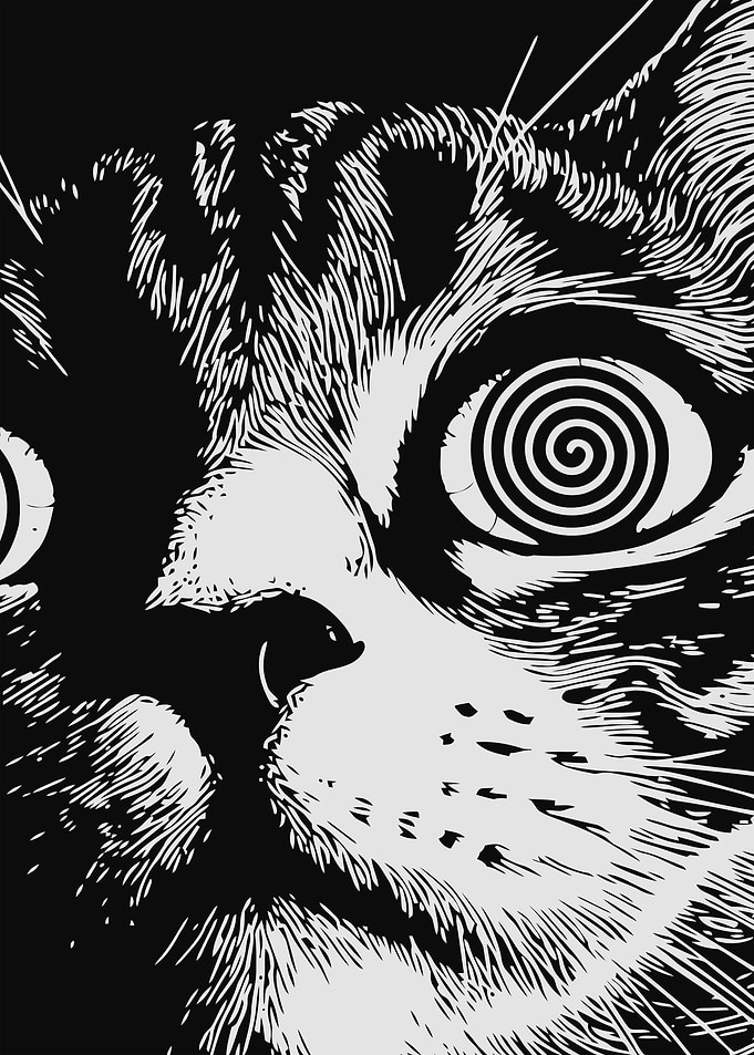 Hypnotic Cat Face Close-Up