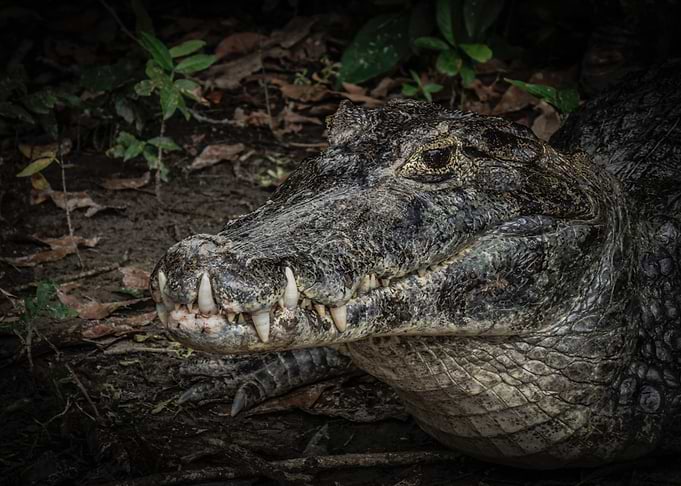 Close-up of a Caiman's Head
