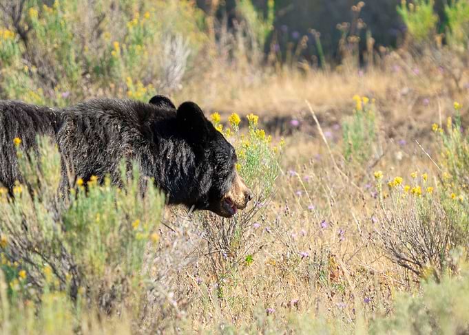 Black Bear in a Field of Wildflowers