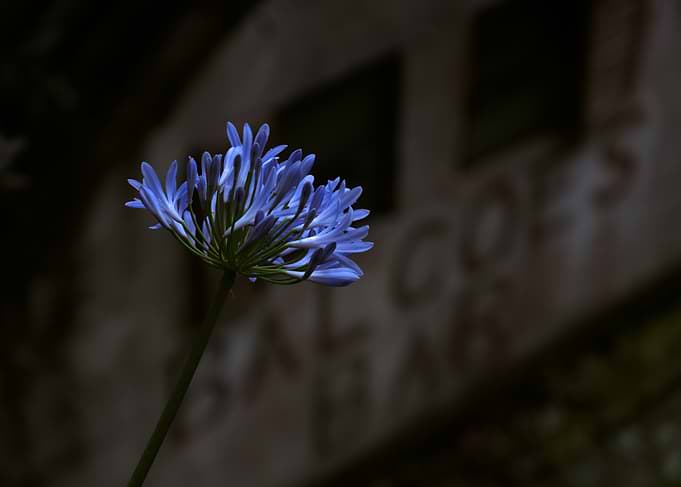 Blue Agapanthus Flower in Shadow - Madeira