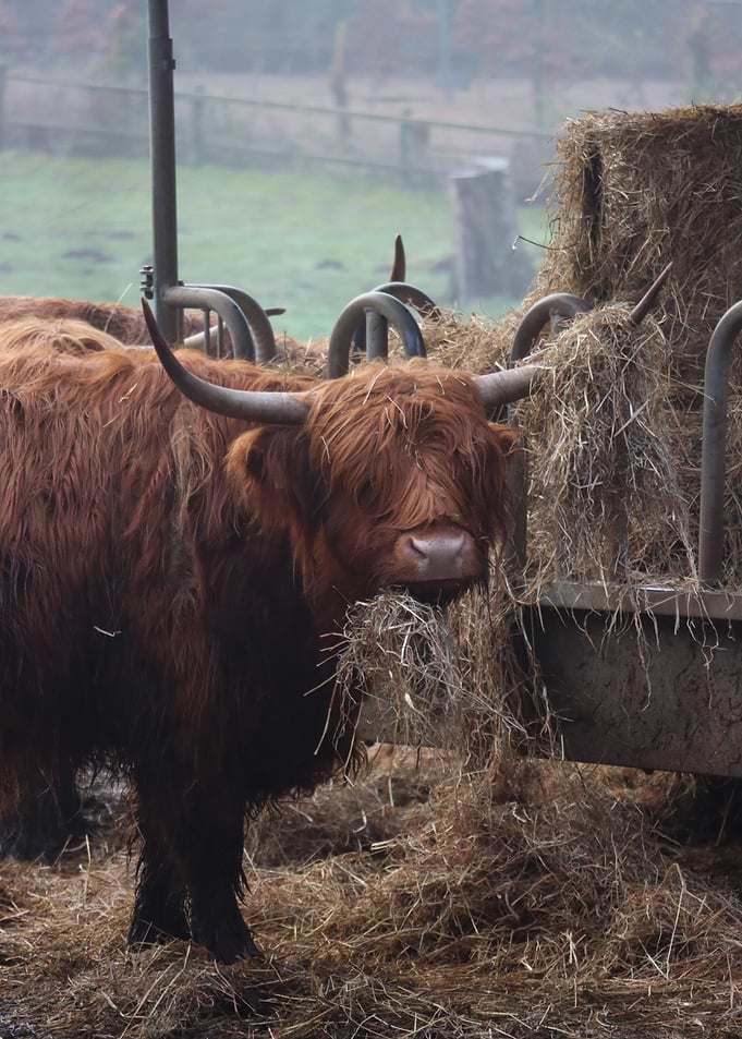 Highland Cow Eating Hay