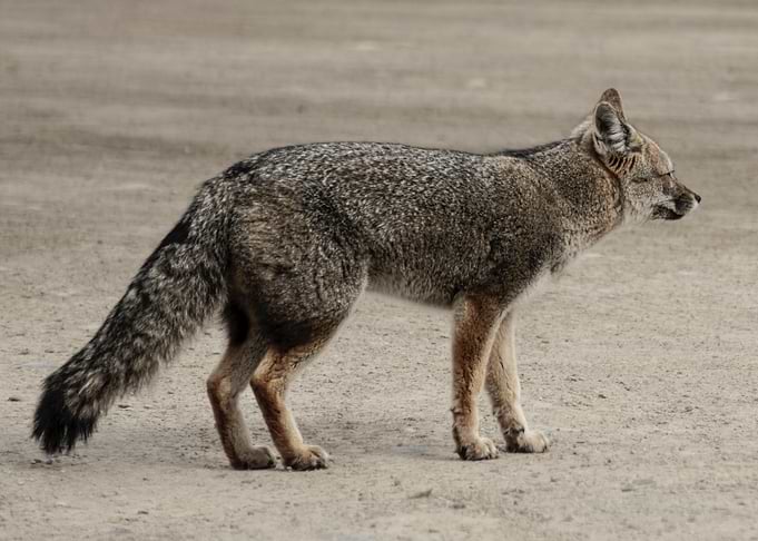 Gray Fox Standing on Dirt Path