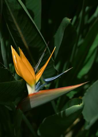 Bird of Paradise Flower Madeira