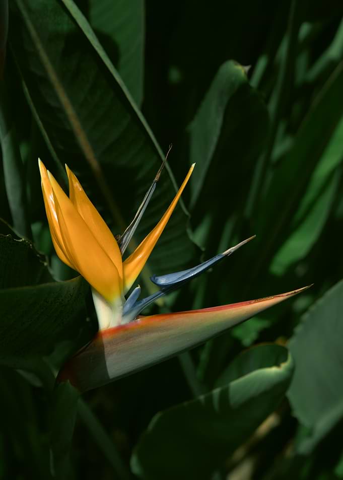 Bird of Paradise Flower Madeira