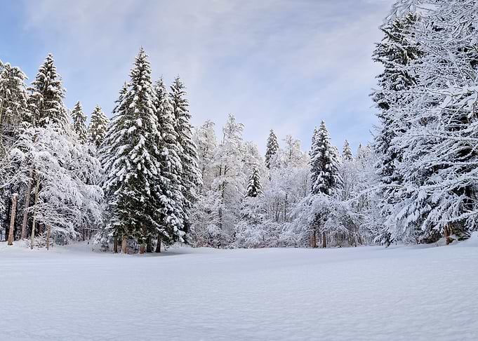Snowy Forest Landscape
