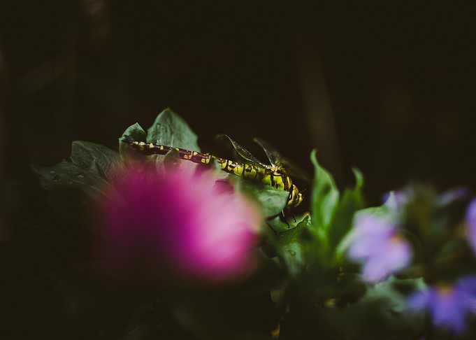 Dragonfly on a leaf with flowers