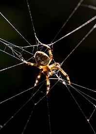 Spider on a Web