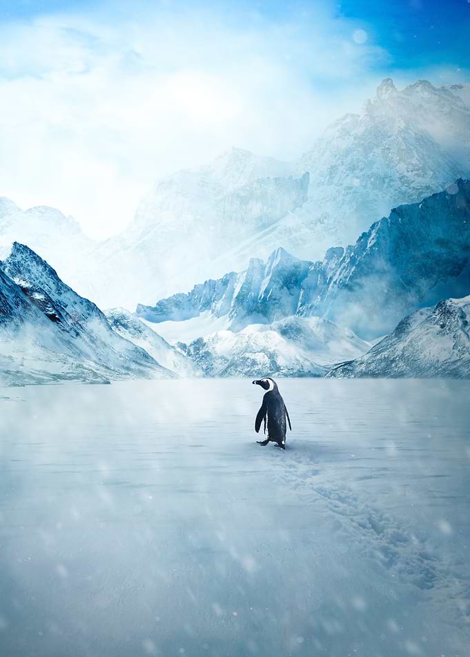 Lone Penguin in Snowy Mountains