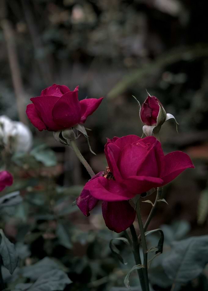 Deep Red Roses in Garden - Vietnam