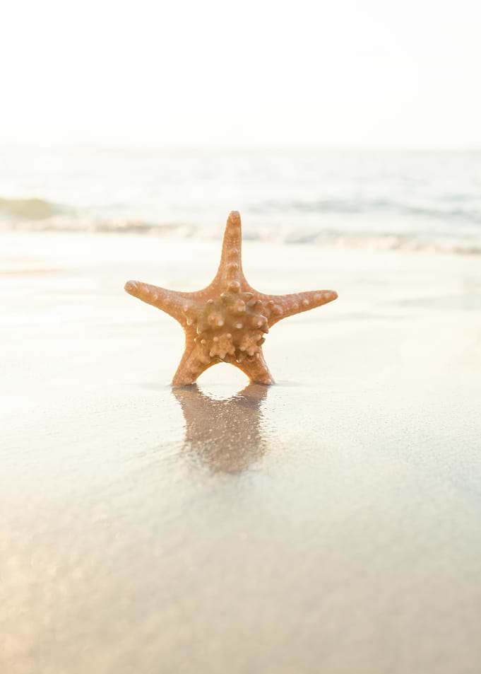 Starfish on a Sandy Beach
