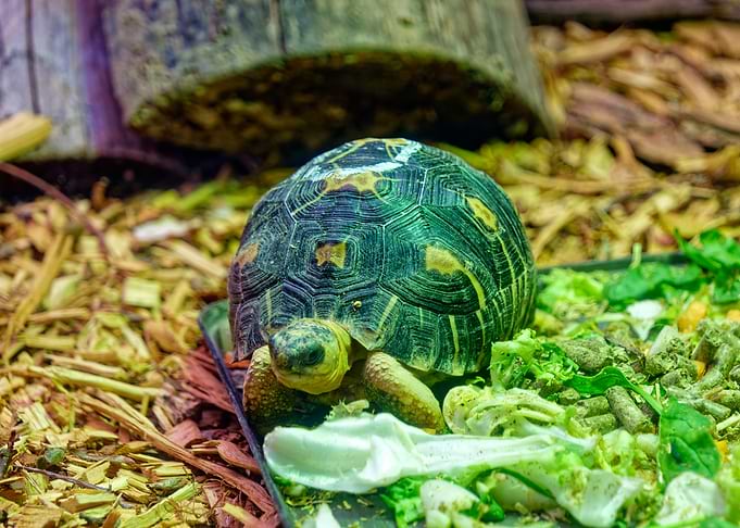 Turtle eating greens