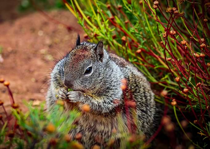 Plump Squirrel