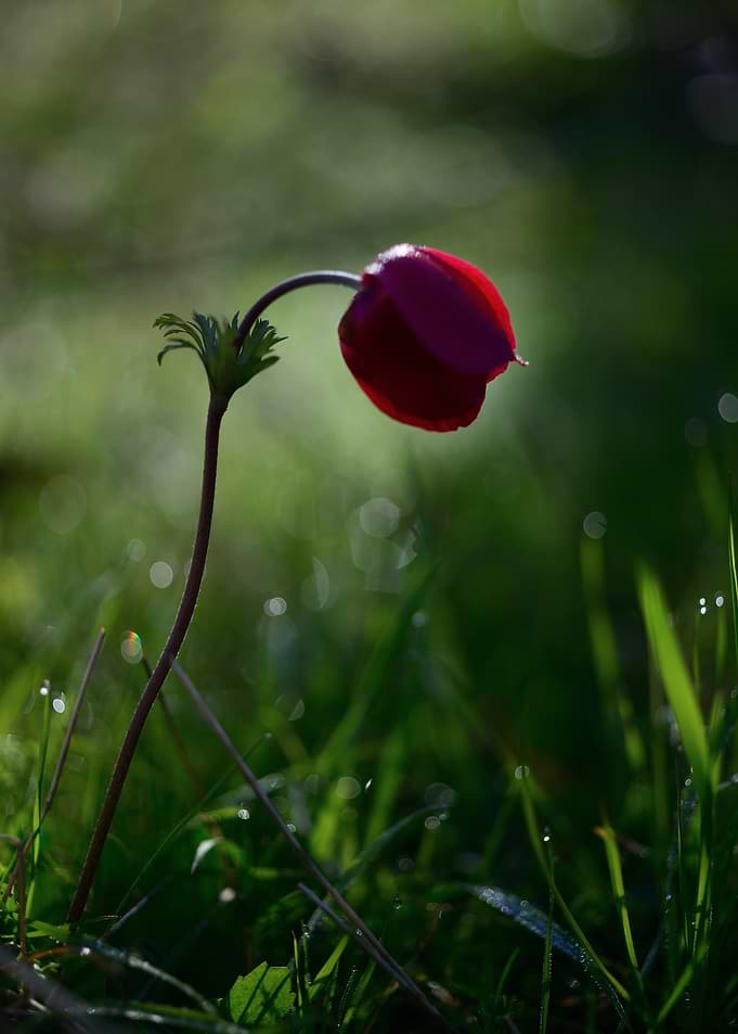 Single Red Anemone Flower