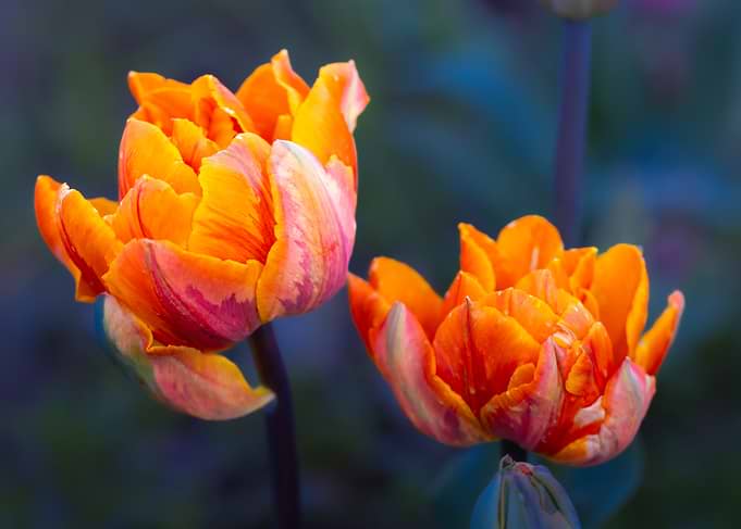 Double Orange Tulips