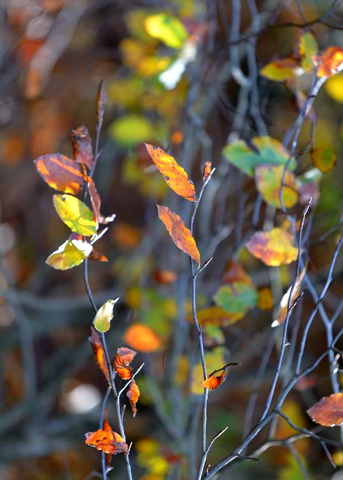 Autumn Whispers