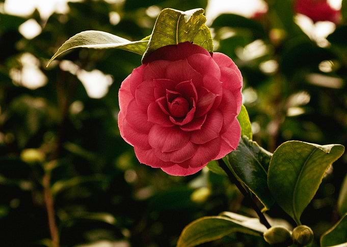Red Camellia Flower in Bloom