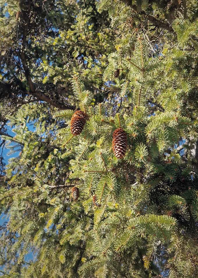 Pine Tree with Cones