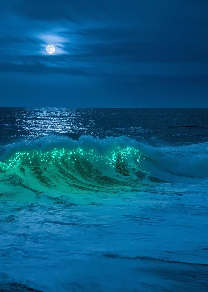 Bioluminescent Wave Under the Moon