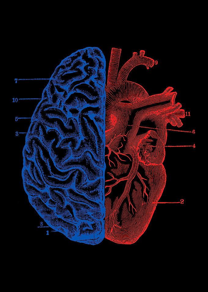 Heart and Brain