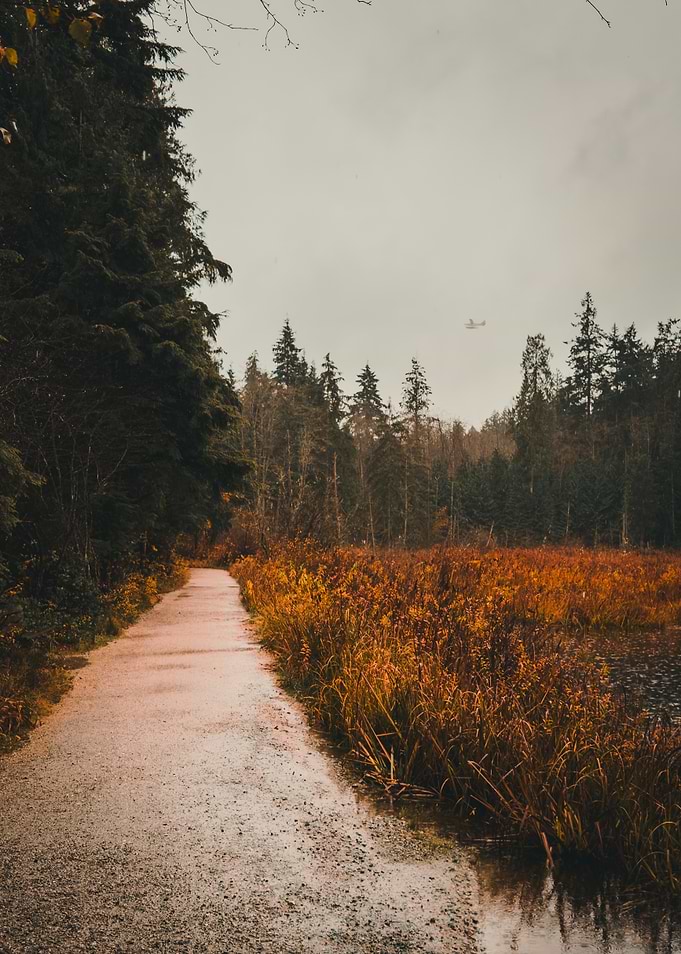 Autumn Path Beside a Marshy Lake Near Vancouver