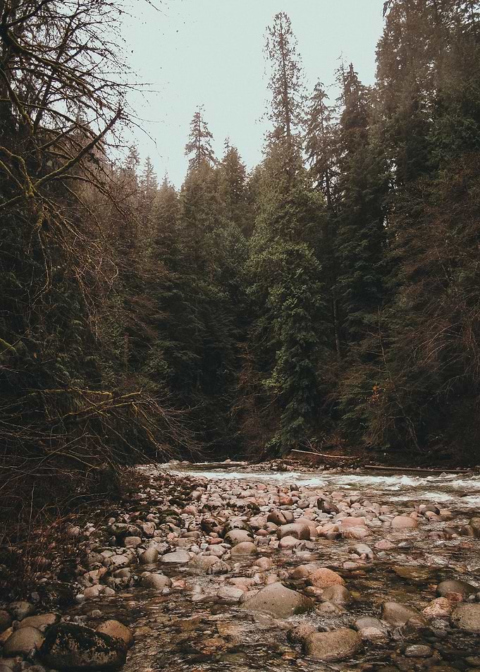 Misty Forest River with Rocky Shore Near Vancouver