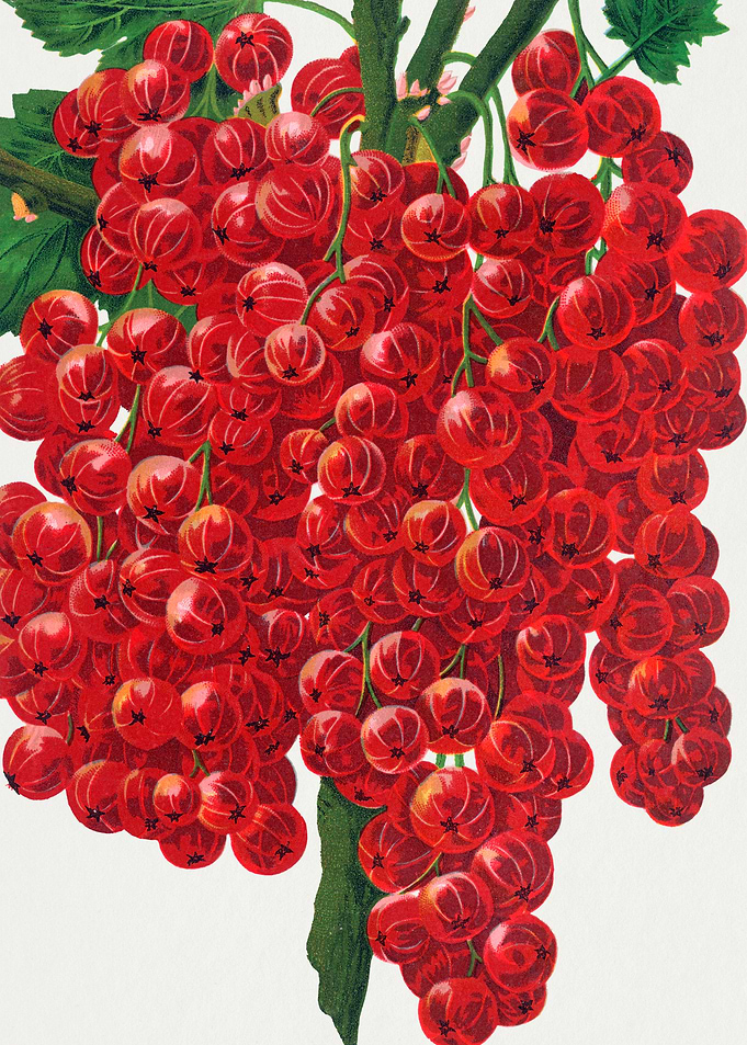 Red Currants on a Branch