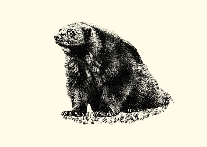 Wolverine Sitting on Grass