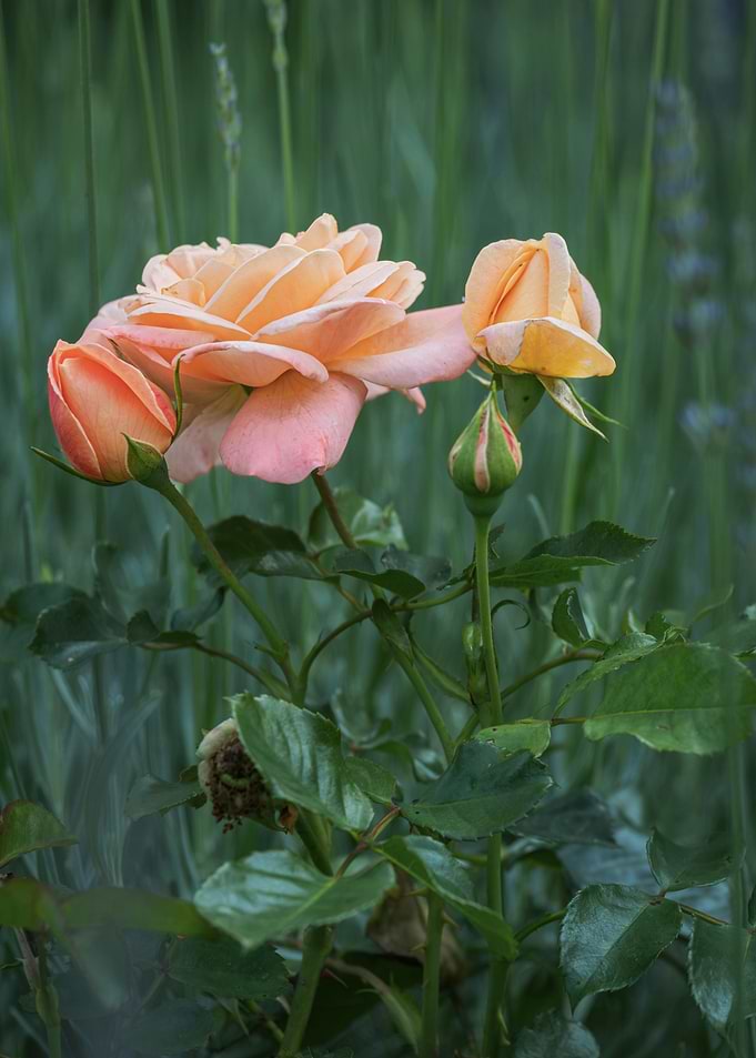 Peach Roses and Buds
