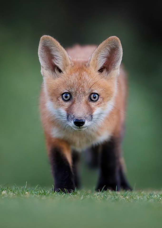 Curious Fox Cub in Green Grass