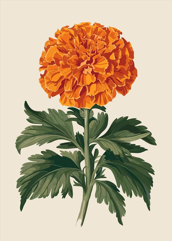 Orange Marigold Flower Illustration