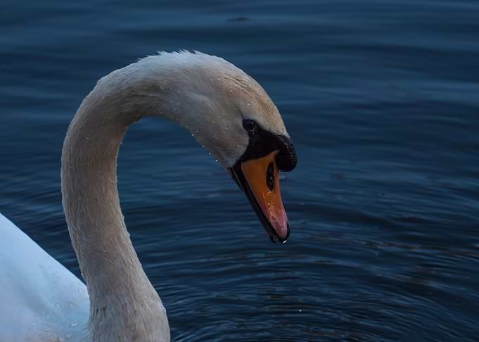 Swan