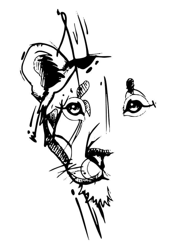 Lioness Face Sketch