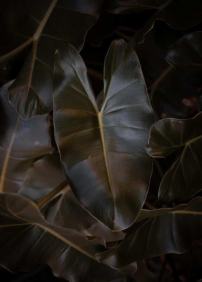 Dark Tropical Leaves
