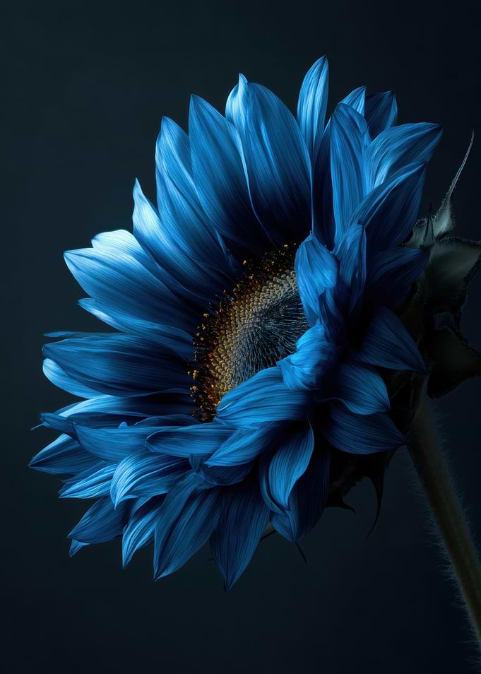 Blue Sunflower Close-up