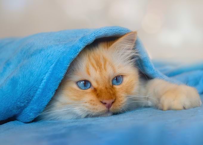 Cute cat wrapped in a blue blanket