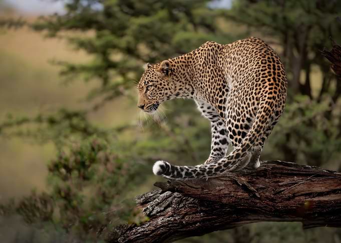 Leopard on a Tree Branch