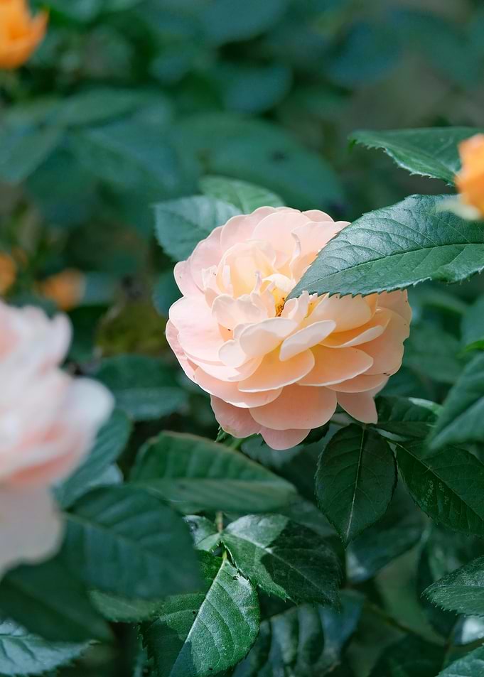 Soft Peach Rose in Bloom