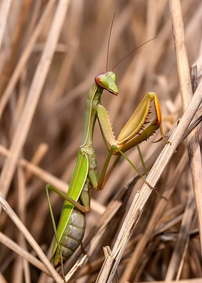 Praying Mantis on Dry Stalks