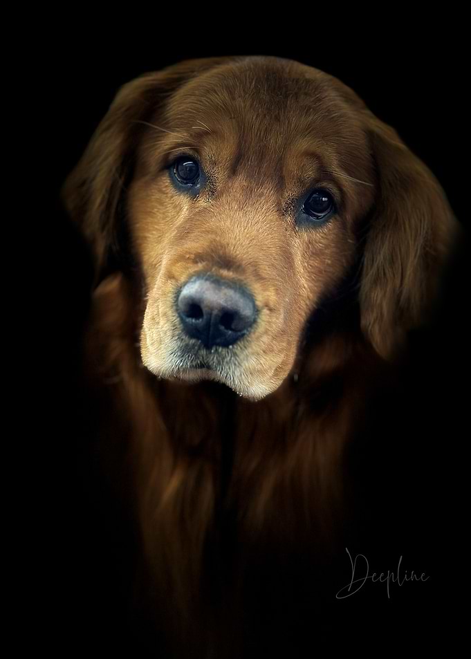 Golden Retriever Dog Portrait