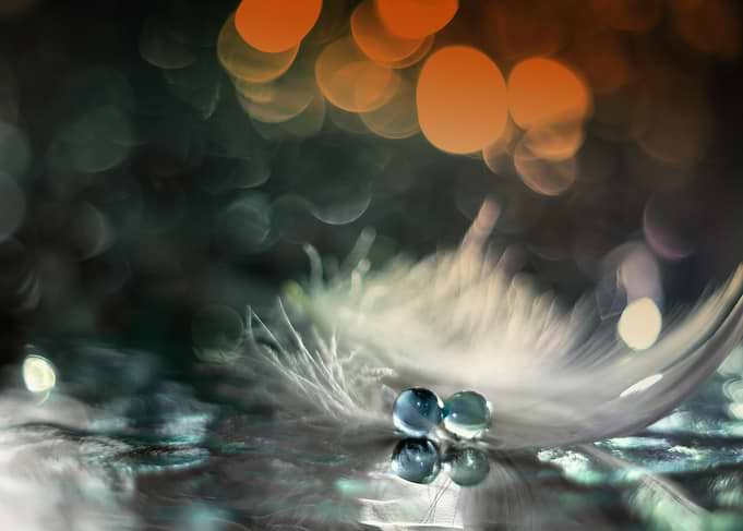 Feather and Water Droplets