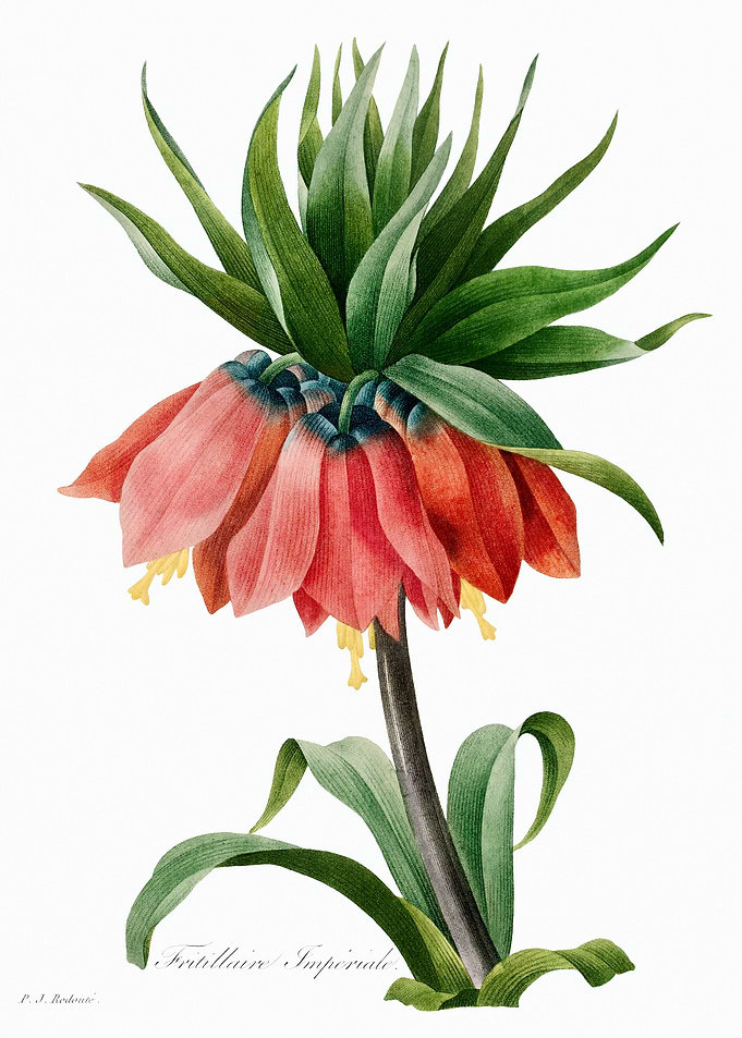 Crown Imperial Fritillary (1827) by Pierre-Joseph Redouté and Henry Joseph Redouté