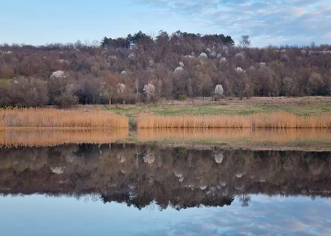 Tranquil Lakeside Reflection in Spring