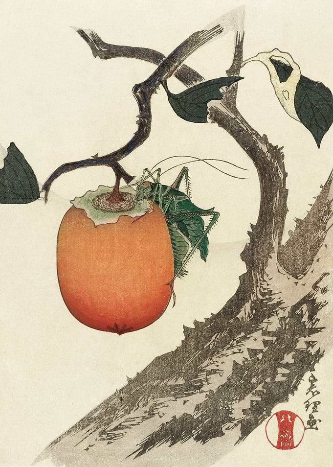 Grasshopper on a Persimmon