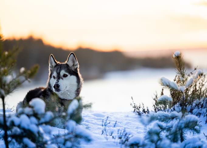 Husky in a Snowy Landscape at Sunset