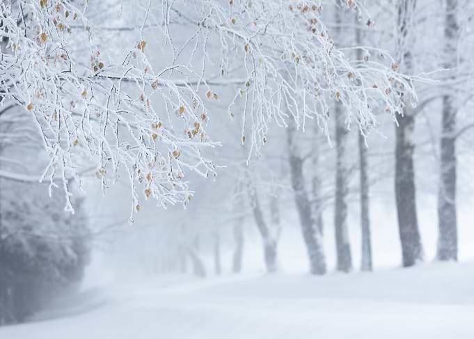 Winter forest path with frosted branches, Poland